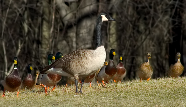 Leader of the Pack