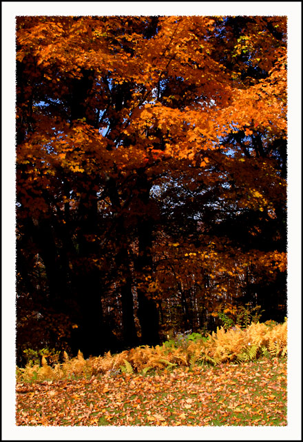 Maple and Ferns