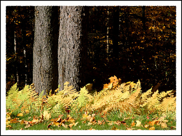 Pines and Ferns