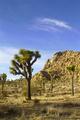 Joshua Trees