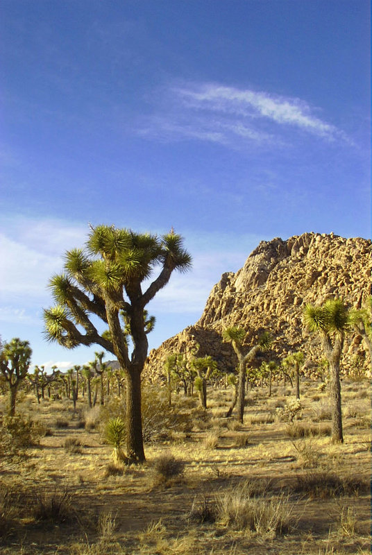Joshua Trees