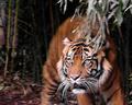 tiger01sm.jpg