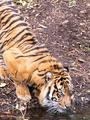 tiger02sm.jpg