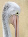 pelican01sm.jpg