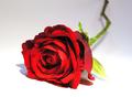 Valentines