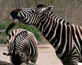 The Zebra