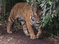 tiger01 sm.jpg