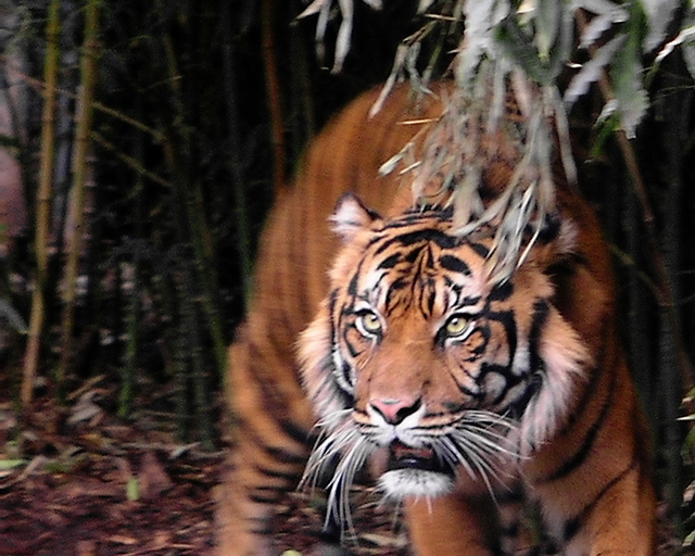 tiger01sm.jpg