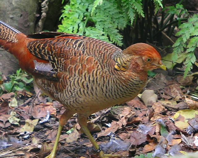 bird01sm.jpg