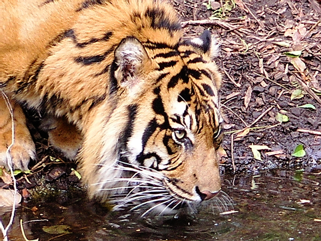 tiger03sm.jpg
