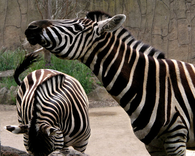 The Zebra