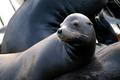 SanFrancisco_SeaLion.jpg