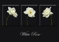 White Rose Triptych