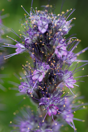 Flower_Closeup.jpg