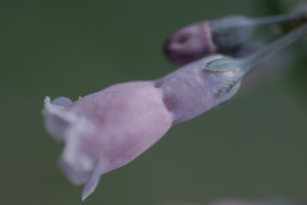 Flower_Closeup_2.jpg
