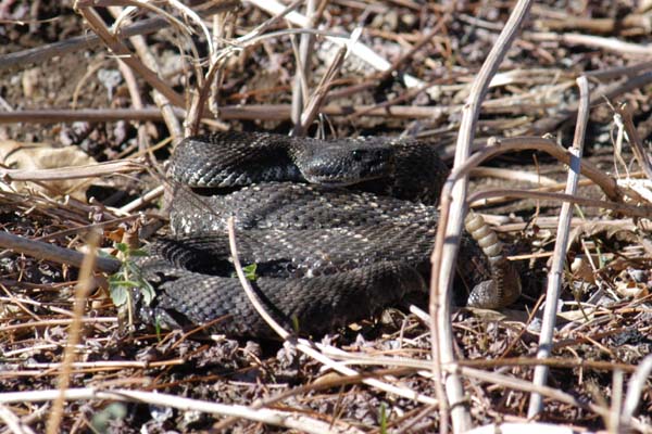 snake.jpg