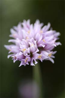 Colorado Pink Wildflower