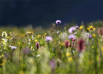 Wildflower Field Colorado
