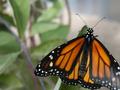 butterfly II