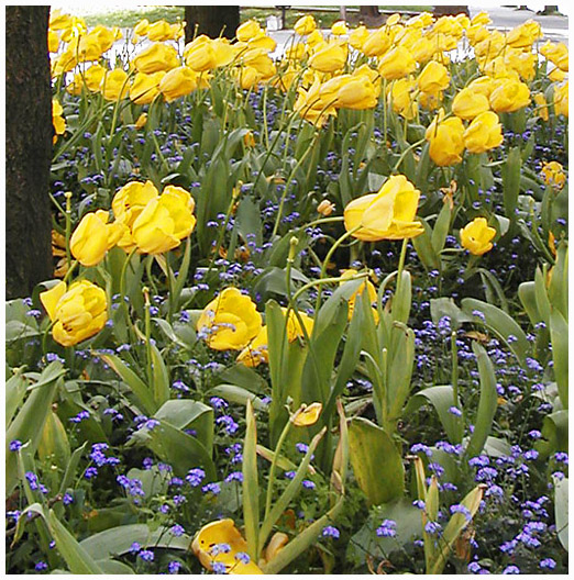 blown tulips