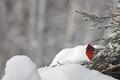 Cardinal II