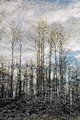 Bloomin' Winter