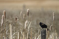 Red Winged Blackbird