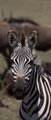 CRW_1629.jpg
