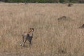 Stalking