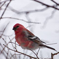 Pine Grosbeak (cropped)