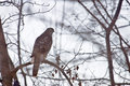 Northern Goshawk