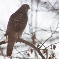 Northern Goshawk - cropped