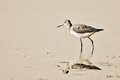 Searching (sepia)
