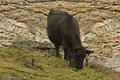 The Cow - revisited
