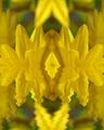Yellow Reflections