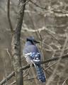 Bluejay II