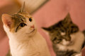 Squeakers and The Nibbler