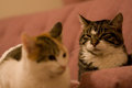 Squeakers and The Nibbler II