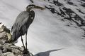 Heron I