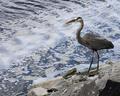 Great Blue Heron III