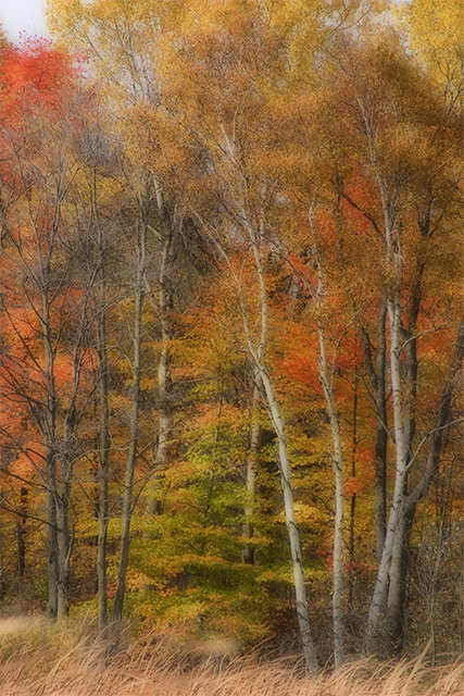 Autumn (Surreal)