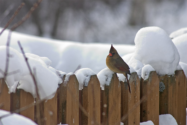 Mrs. Cardinal