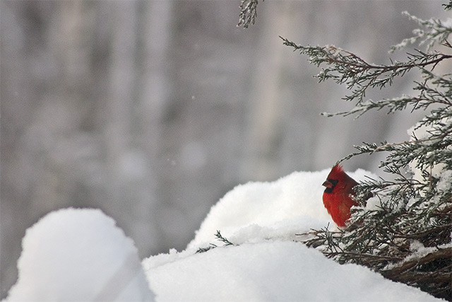 Cardinal II