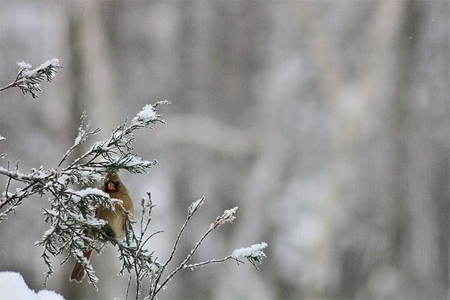 Mrs. Cardinal II