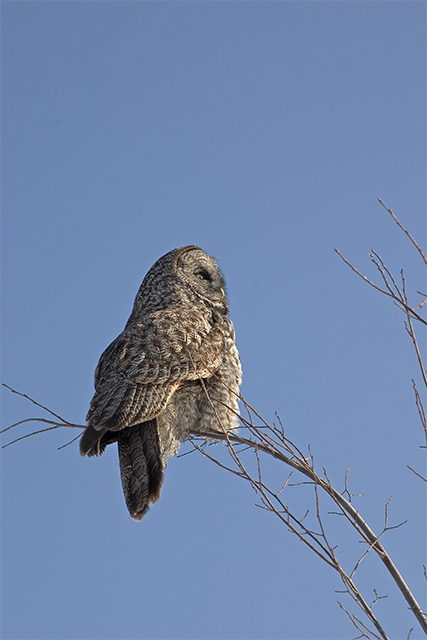 On the Lookout