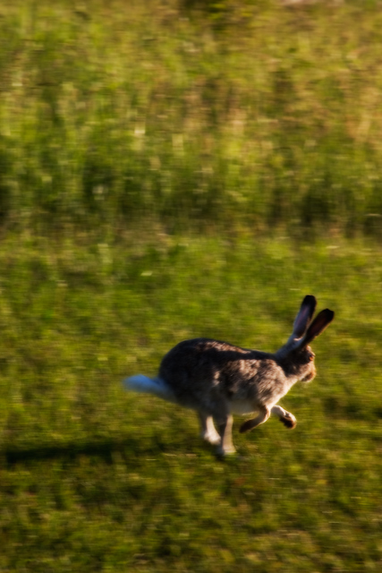 On the Run