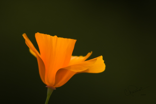 Solitude