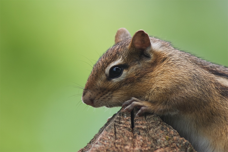 CRW_2032-2.jpg