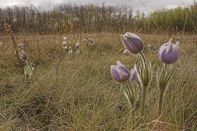 Wild Crocuses