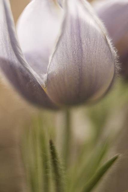 Delicate